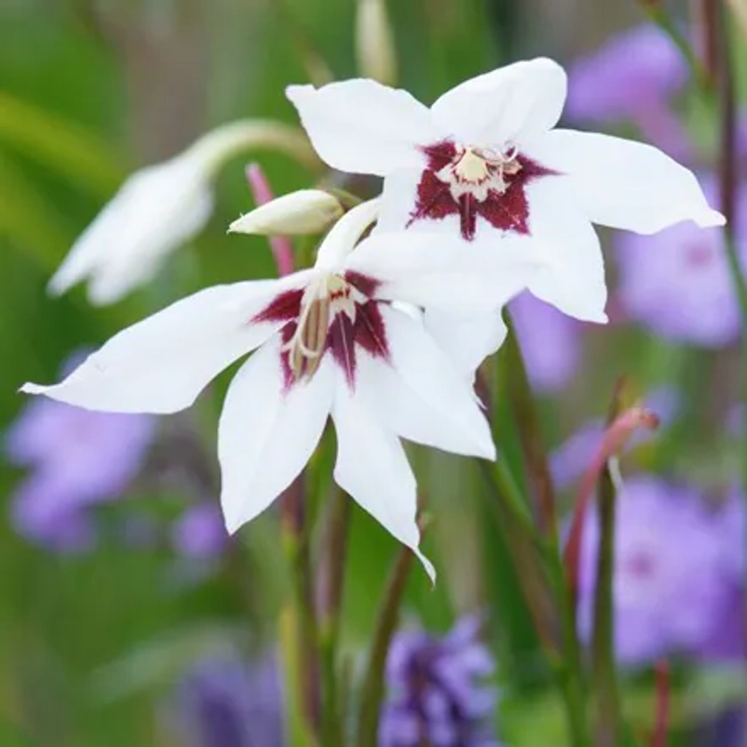 Gladiolus murielae - peacock orchid or Abyssinian gladiolus (syn. acidanthera or callianthus)