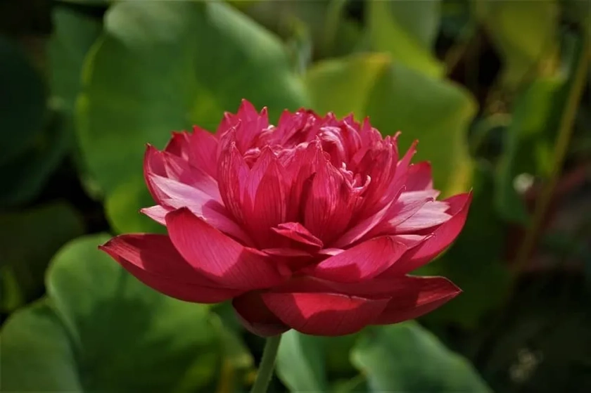 Ruckkuz - Lotus Live plant tubers Code 31 (drop blood) : Amazon.in: Garden & Outdoors