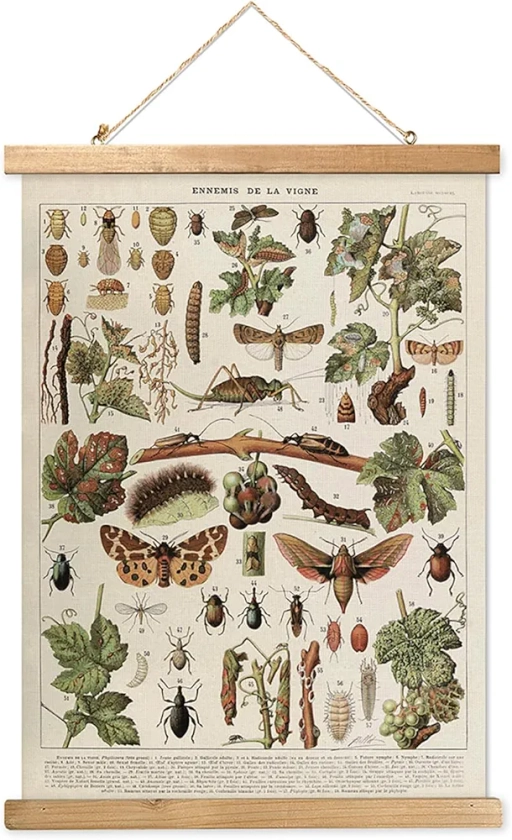 MIDEFINCH Vintage Insect Poster with Wooden Frame - Retro Wall Art Print, Ennemis de la Vigne Illustration on Linen, Easy to Hang for Living Room Office Classroom Bedroom Decor (16x23 inches)