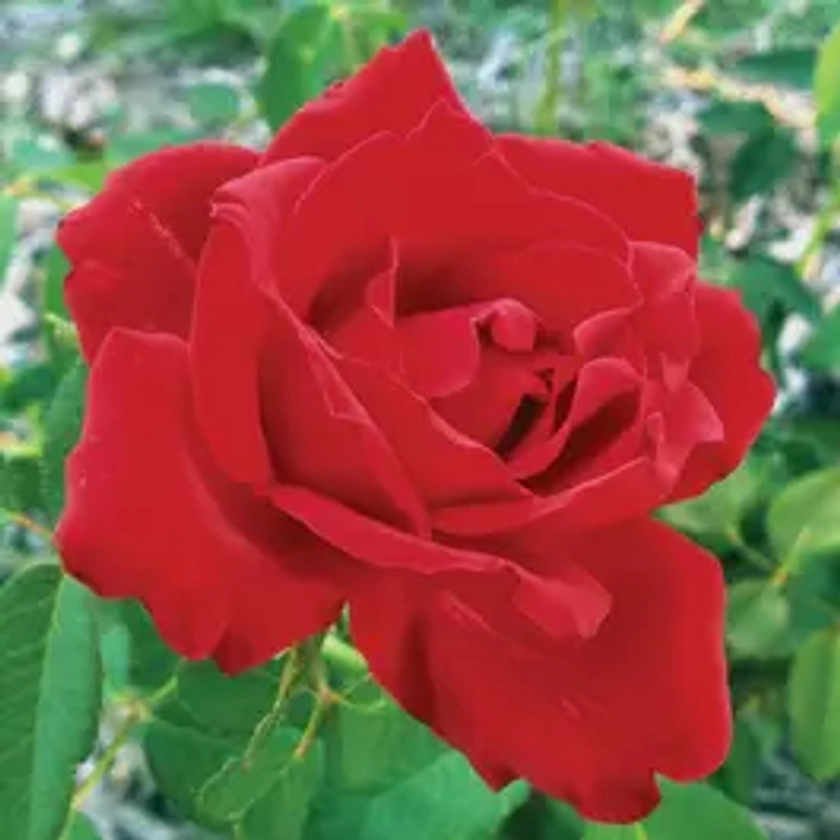 Beloved Hybrid Tea Rose | Park Seed