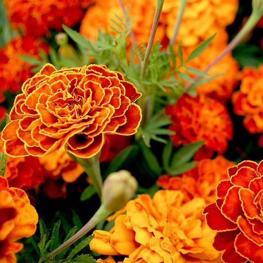 French Marigold 'Spanish Brocade' - Seeds