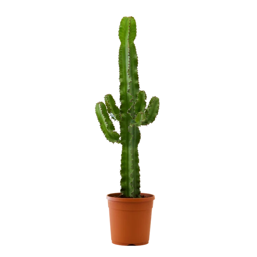 Plante d'intérieur - Cactus Euphorbe de 80 cm | Maisons du Monde