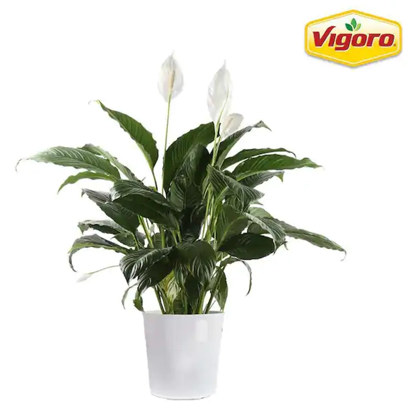 Vigoro 10 in. Spathiphyllum Peace Lily in White Plastic Deco Pot 1.70GSPATHPARP - The Home Depot