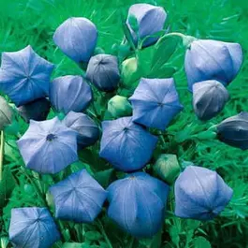 Komachi Balloon Flower Seeds from Park Seed