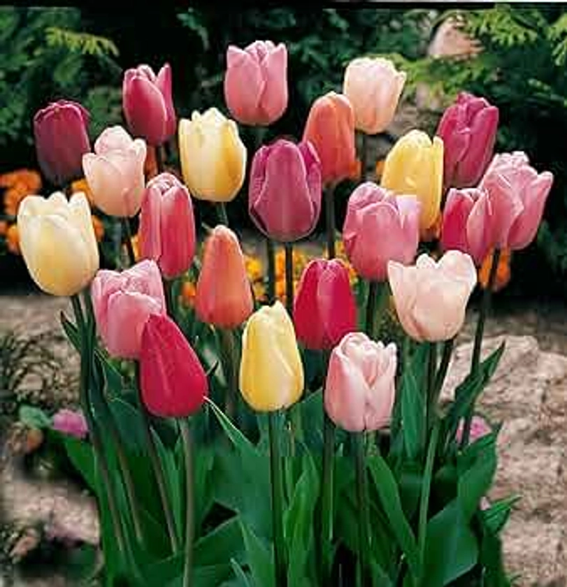 Mixed Triumph Tulip - 50 bulbs