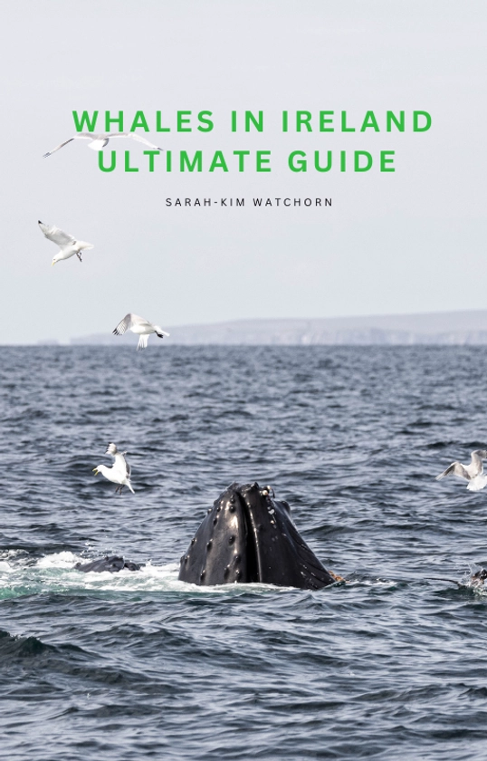 Whale watching in Ireland guide — Sarah-Kim Watchorn 