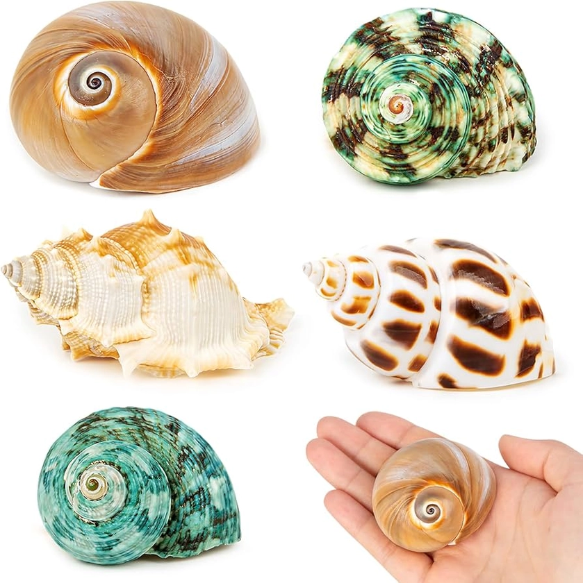 5PCS Hermit Crab Shells | Natural Sea Conch Size 2.1" - 2.8", Opening Size 0.9" - 1.5" | Medium Large Turbo Seashells for Hermit Crab Supplies and Beach Decoration Sea Shell