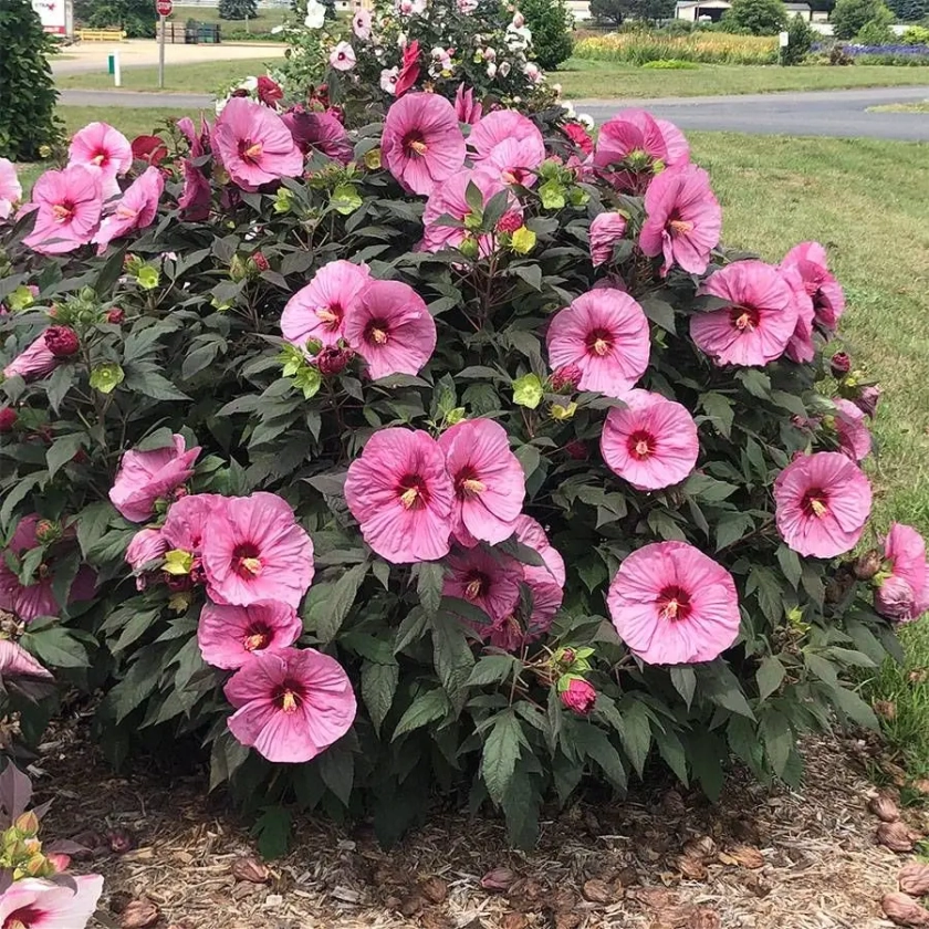 Hibiscus Summerific&reg; 'Berry Awesome' Rose Mallow