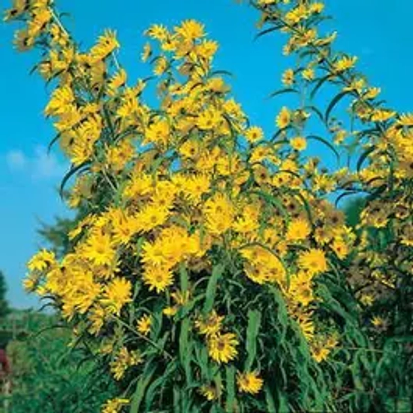 Prairie Wild Sunflower Seeds | Park Seed