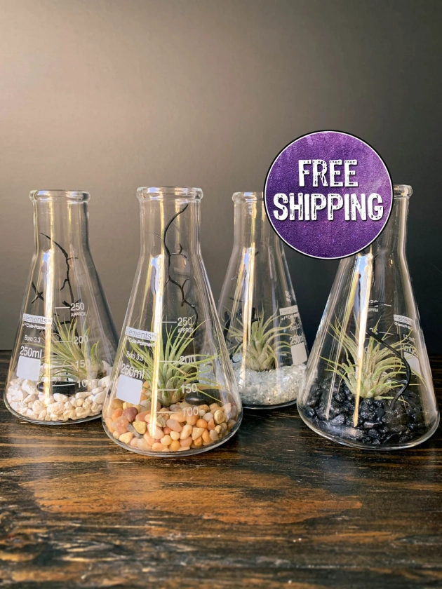 Air Plant Terrarium Kit Erlenmeyer Flask, Chemistry Gift, Plant Gifts, Science Teacher Gifts, Science Kit, Science Gifts, Terrarium Decor