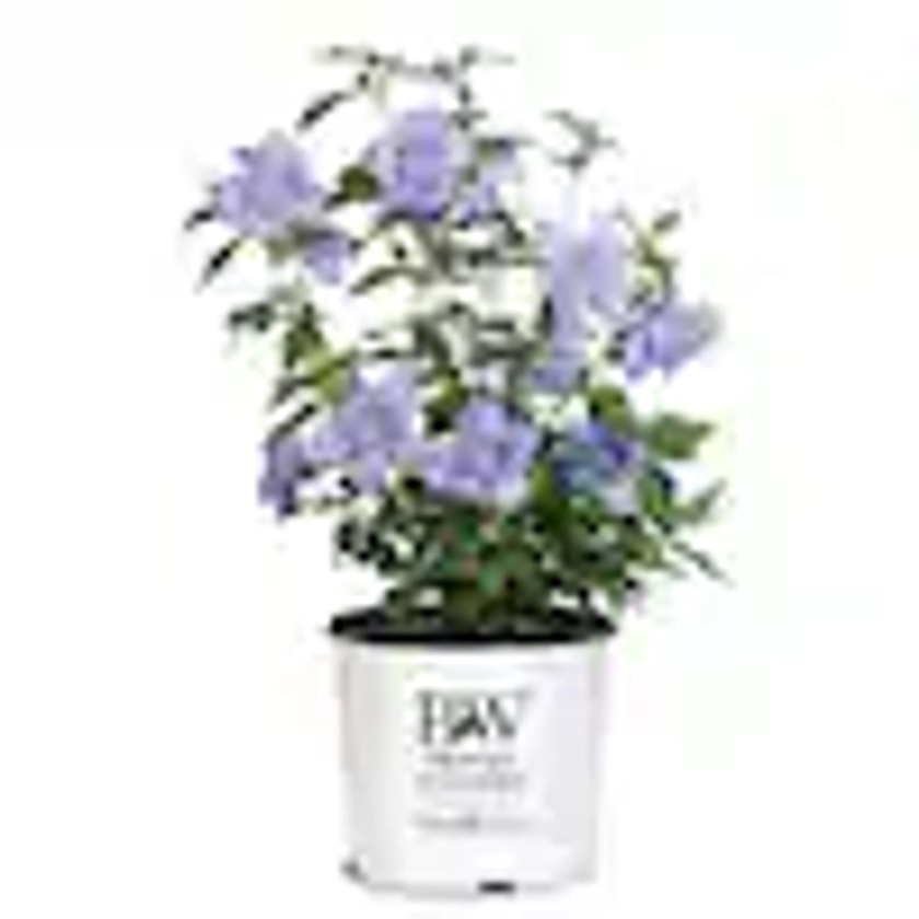 2 Gal. Blue Chiffon Rose of Sharon (Hibiscus) Plant with Blue Flowers