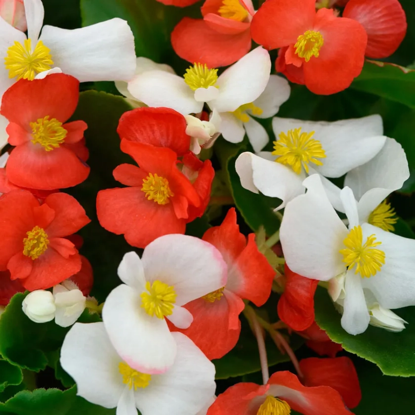 Hula&trade; Red and White Mix Begonia Seeds