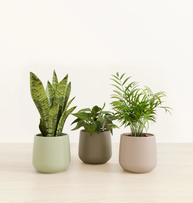 Emerald Trinity Trio of Tropical Plants | easyplant 