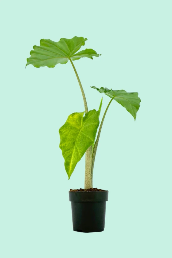 Alocasia portodora (Oreille d'éléphant)