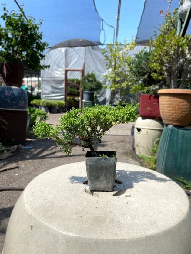 Small Juniper Tree in Plastic Grower Pot