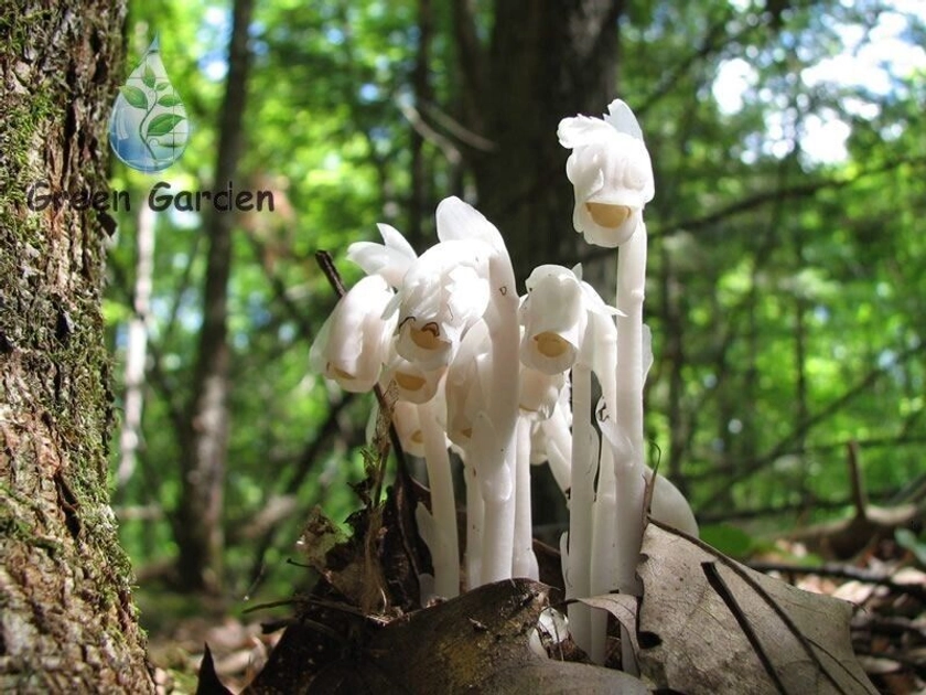 10 Seeds Monotropa Uniflora Ghost Plant Indian Pipe Herbaceous Flowering Plant