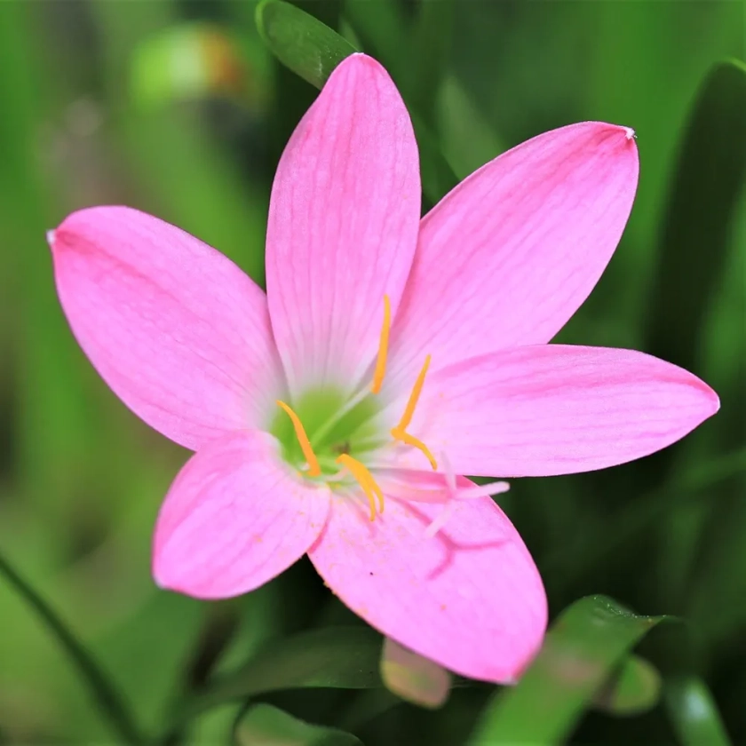 SLRIPL | Zephyranthes (Rain Lily) | Flower Bulbs (Not Seeds) | Indoor/Outdoor Garden | Light Pink | Pack of 15 Pieces : Amazon.in: Garden & Outdoors