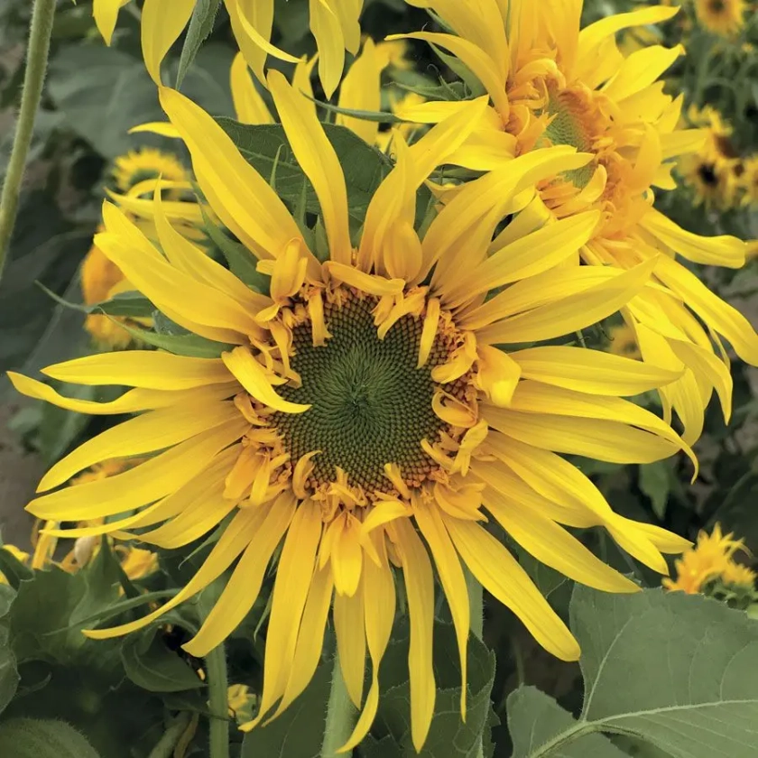 'Astra Gold' Sunflower Seeds