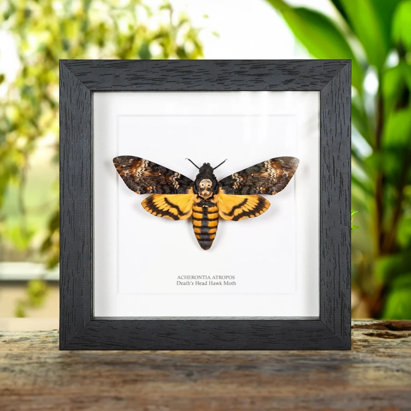 Death's Head Moth in Box Frame (Acherontia atropos)