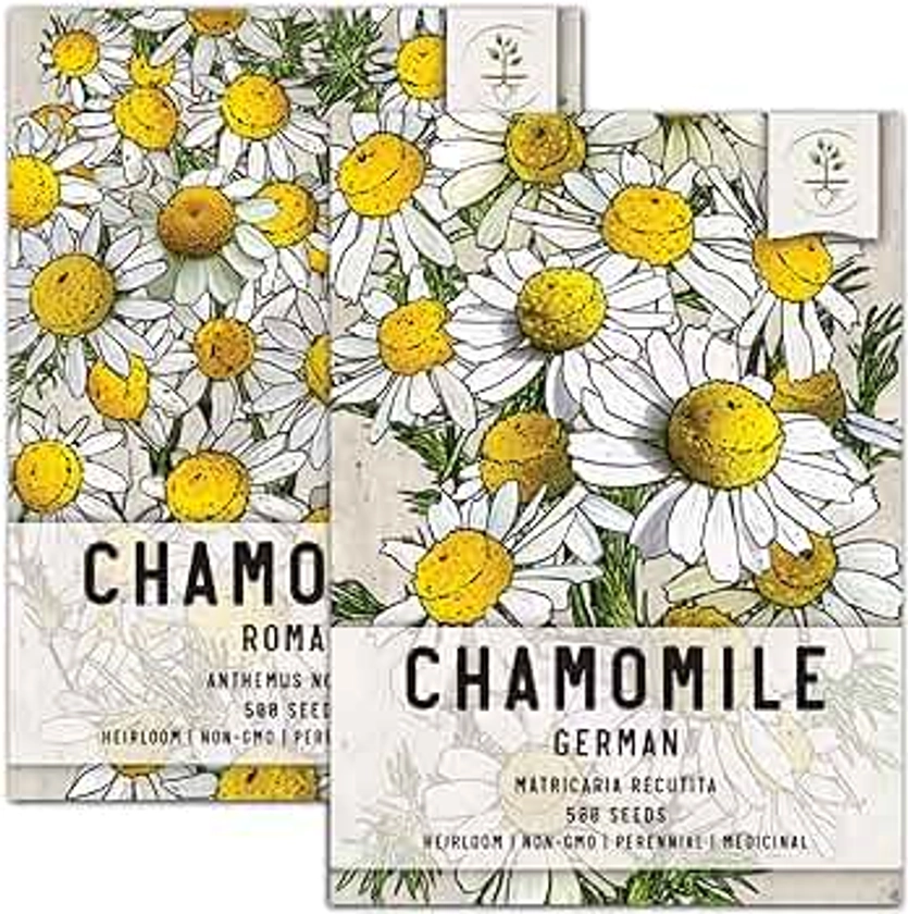Seed Needs, Chamomile Seed Packet Collection (Roman/German Chamomile Seeds for Planting) Heirloom, Non-GMO & Untreated