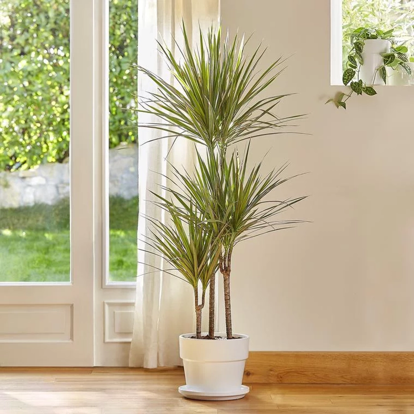 Dracaena marginata bicolor. Le pot de 26 cm