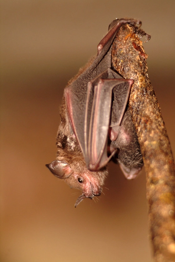 Fruit Bat Bitesize Encounter Gift Vouchers