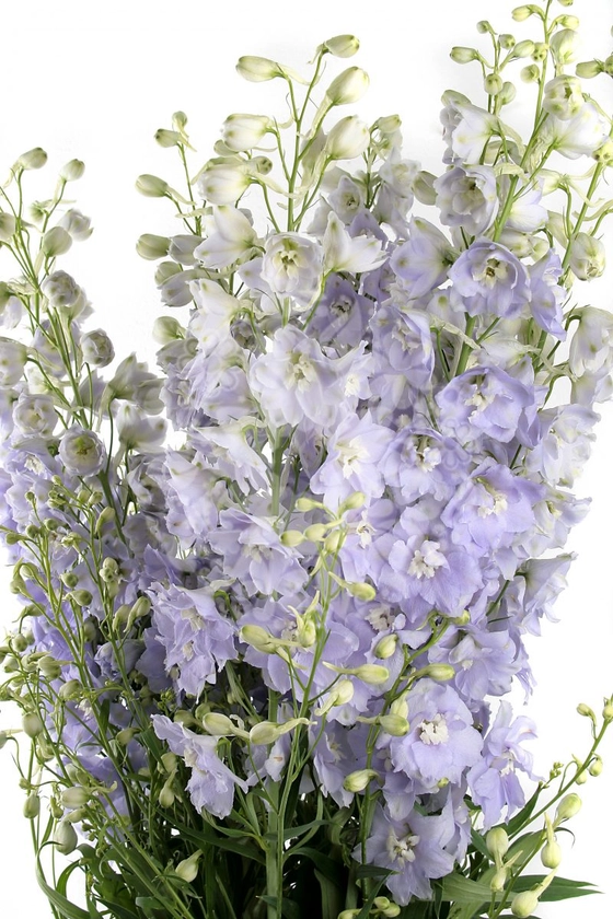 Delphinium Hybrid Candle Lavender Shades - Flowers Flowers