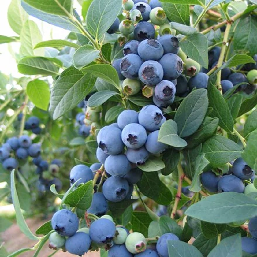 blueberry 'Bluecrop' - blueberry - mid-season fruiting or Vaccinium 'Bluecrop'