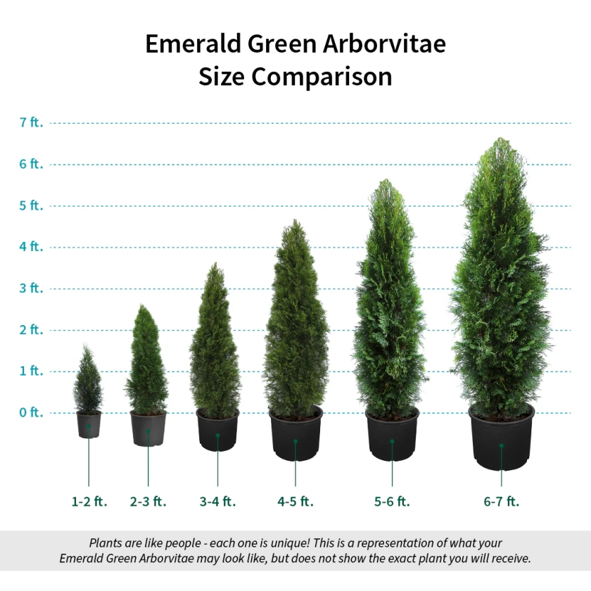 Emerald Green Arborvitae