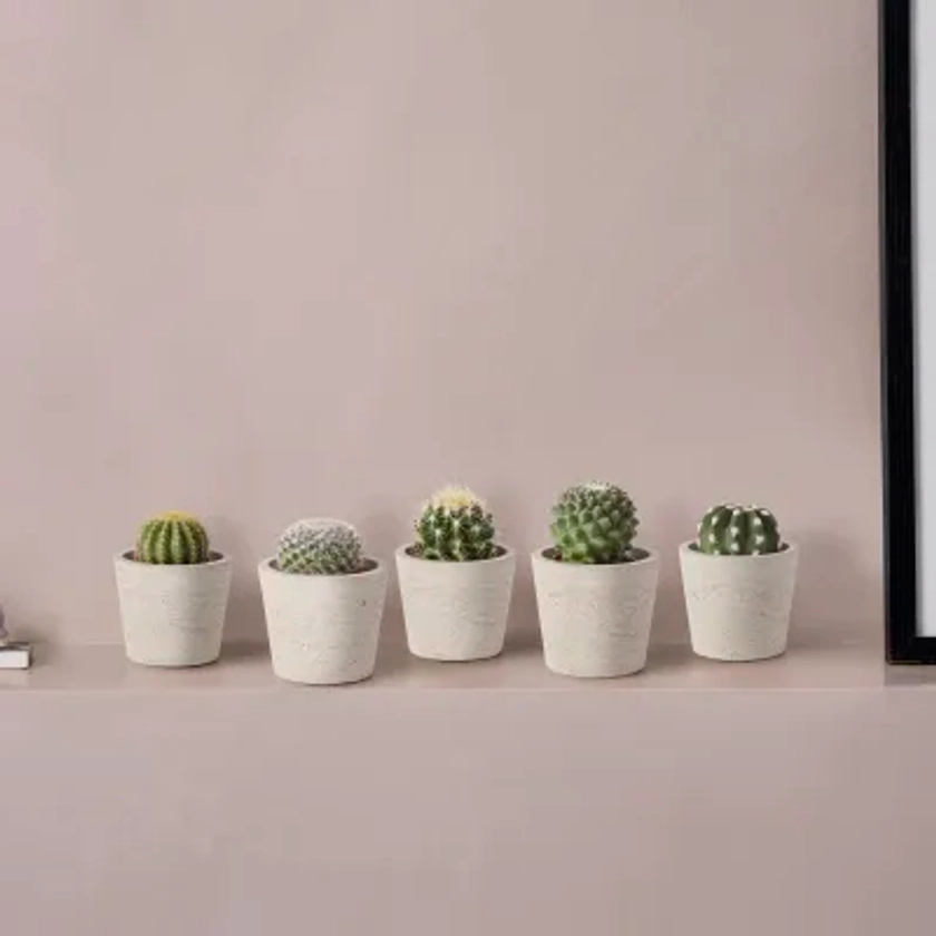 Mini cactus set - ball