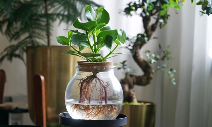 Plante hydroponique avec vase en verre; Monstera Monkey Mask ou Clusia Rosea