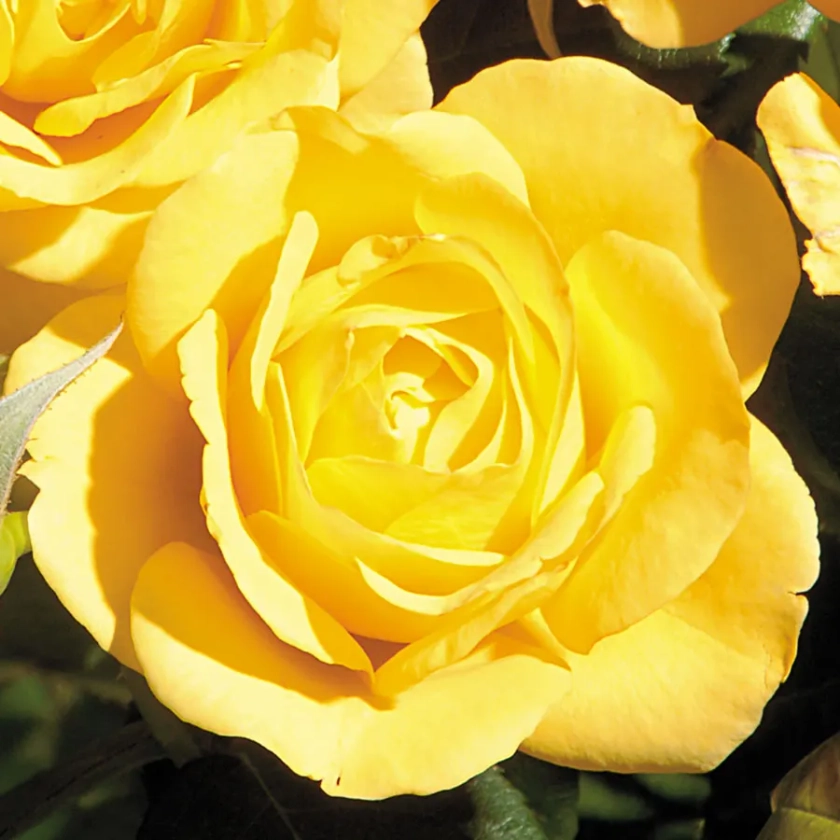 Yellow 24-Inch Patio Tree Rose