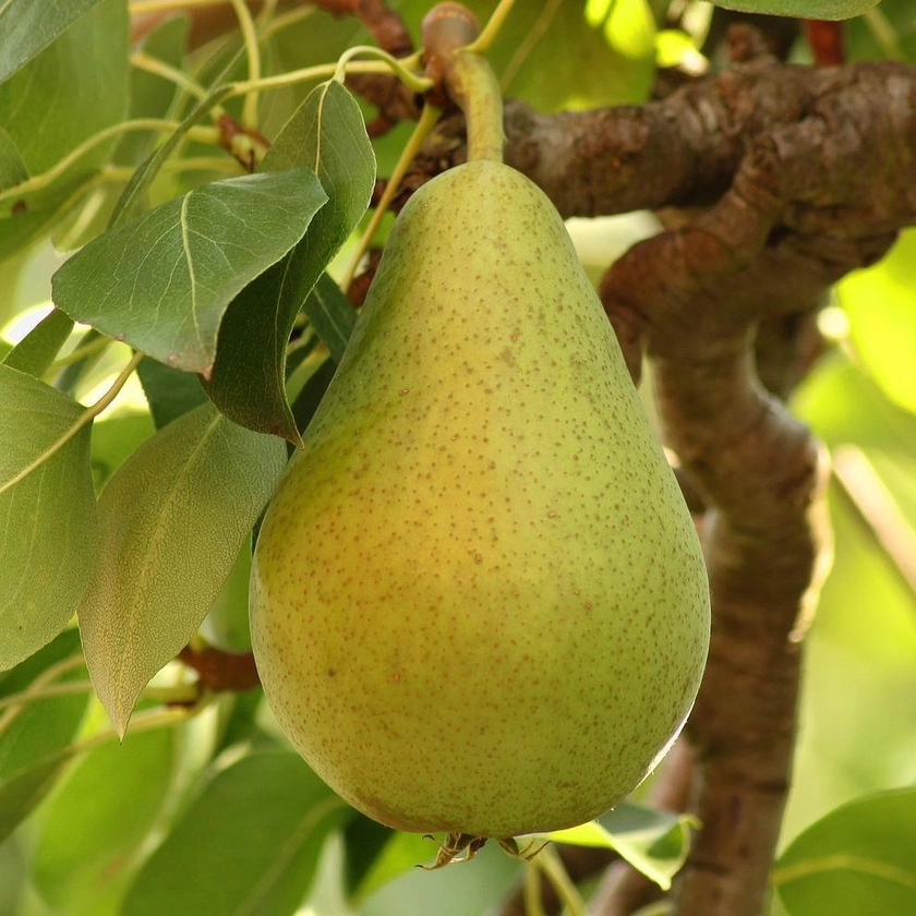 Williams Bon Chrétien Pear Tree