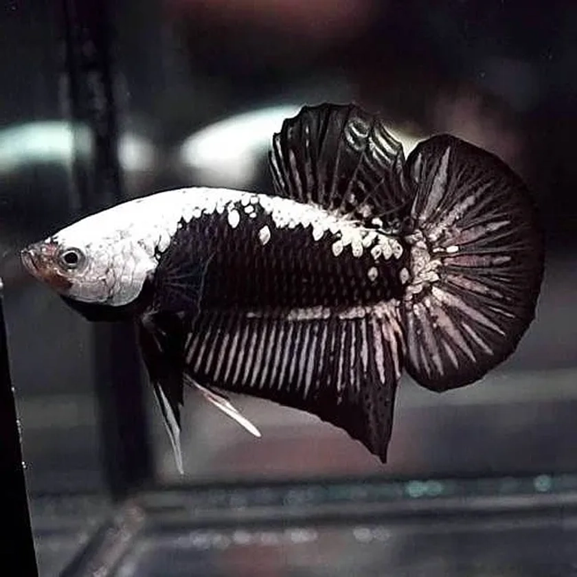Siamese Fighting Fish Plakat Black Samurai Betta Splendens 5cm Perfect Specimen
