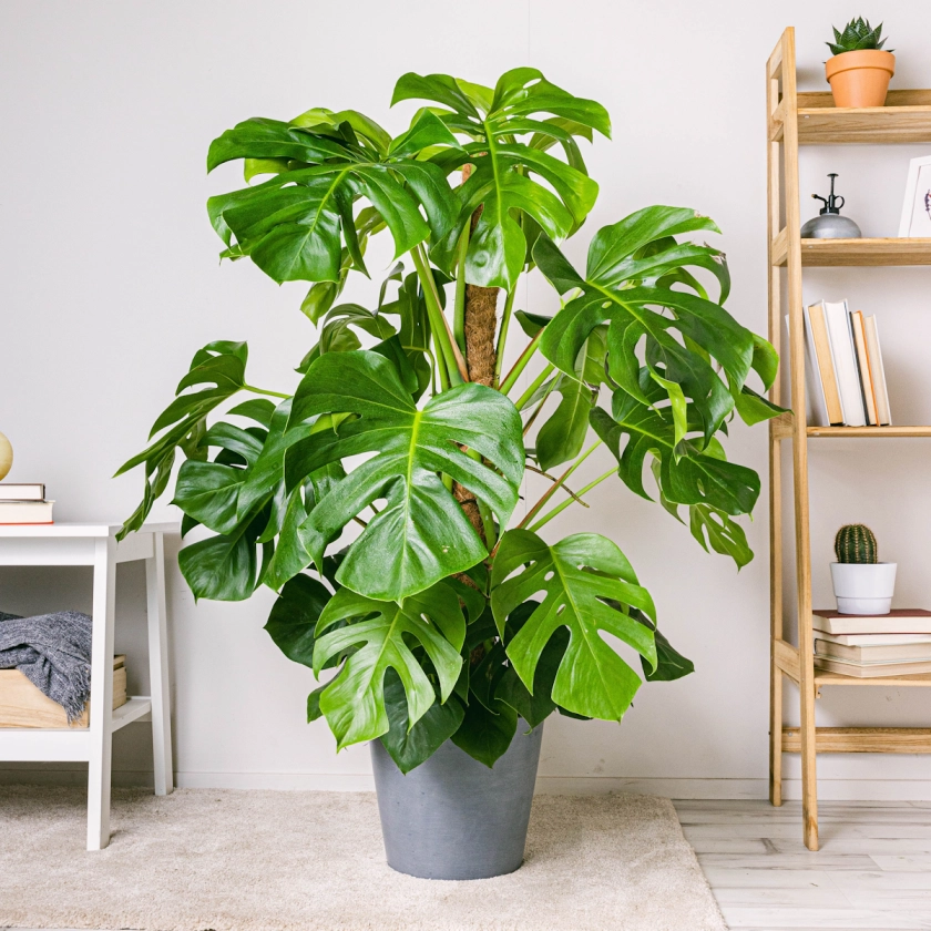 Monstera Deliciosa Be.Green