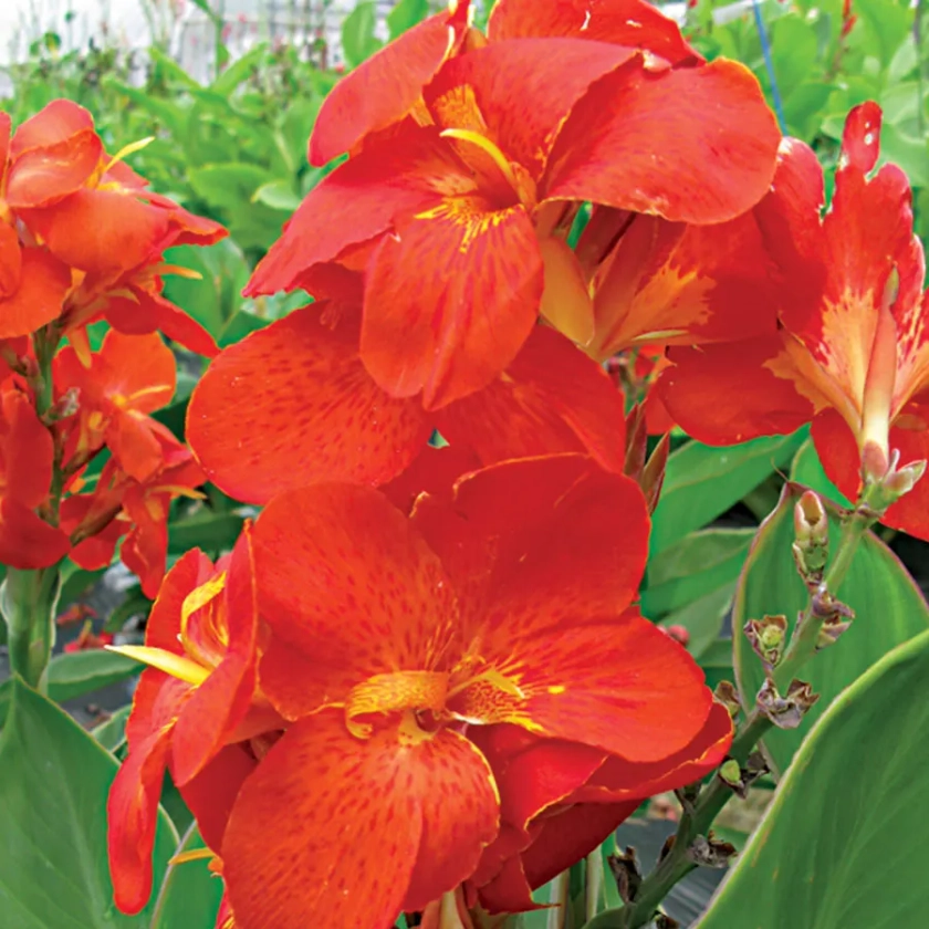 South Pacific&trade; Scarlet Canna Seeds