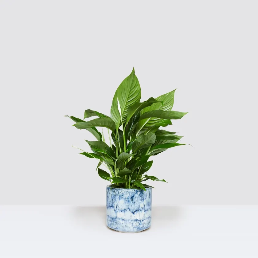 Peace Lily | White Sails | Spathiphyllum Wallisii | Indoor Plant Delivered | Patch