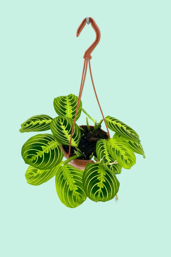 Maranta leuconeura 'Lemon Lime' (Plante à prière)