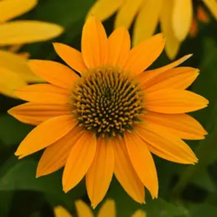 Artisan™ Collection Yellow Ombre Echinacea Seeds | Park Seed