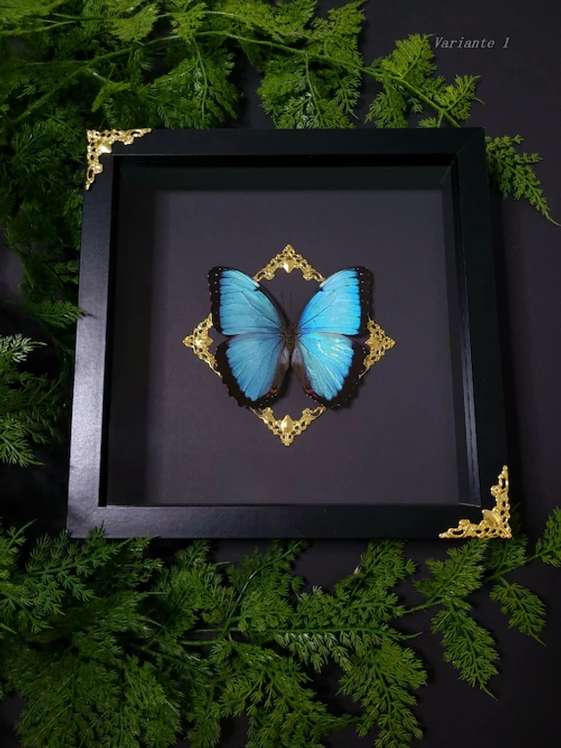 papillon morpho bleu Morpho Helenor Peleides dans un cadre photo | Papillon du ciel dans un cadre d&#39;insecte | Décoration gothique | Papillon entomologie