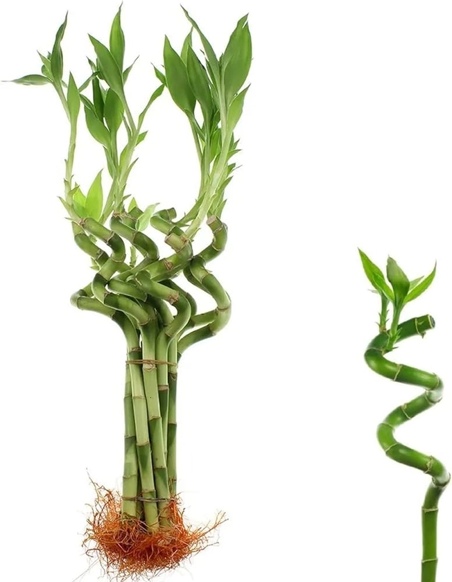 40cm Lucky Bamboo - 3 Spiral Stems - Indoor Plant Gift Plant Pot : Amazon.co.uk: Garden