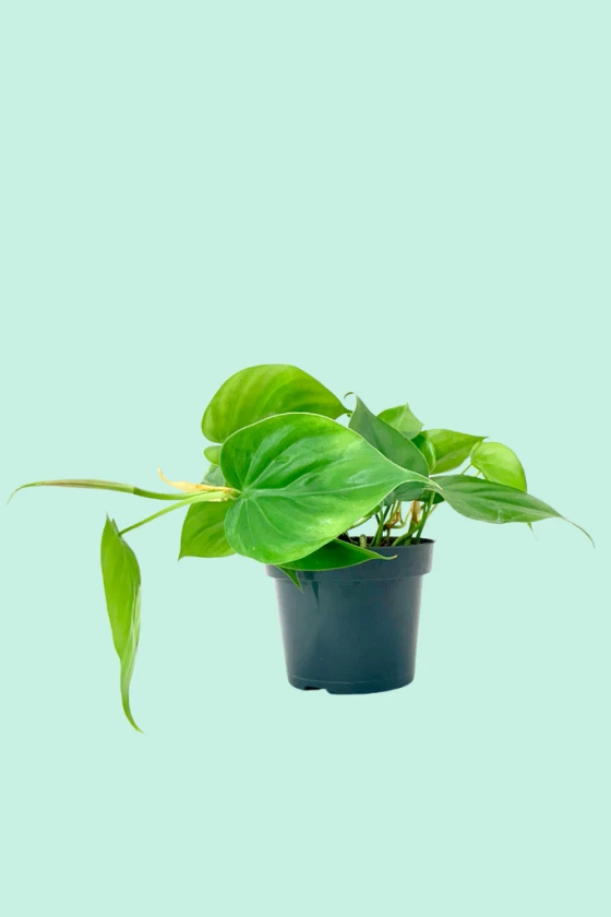 Philodendron scandens