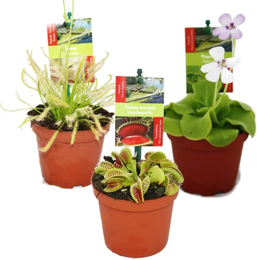 Exotenherz - Starter set Carnivorous Plants - 3 plants : Amazon.nl: Garden