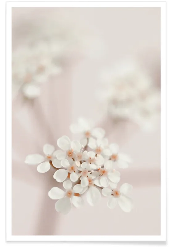 Pastel Flower Queen Ann Lace affiche