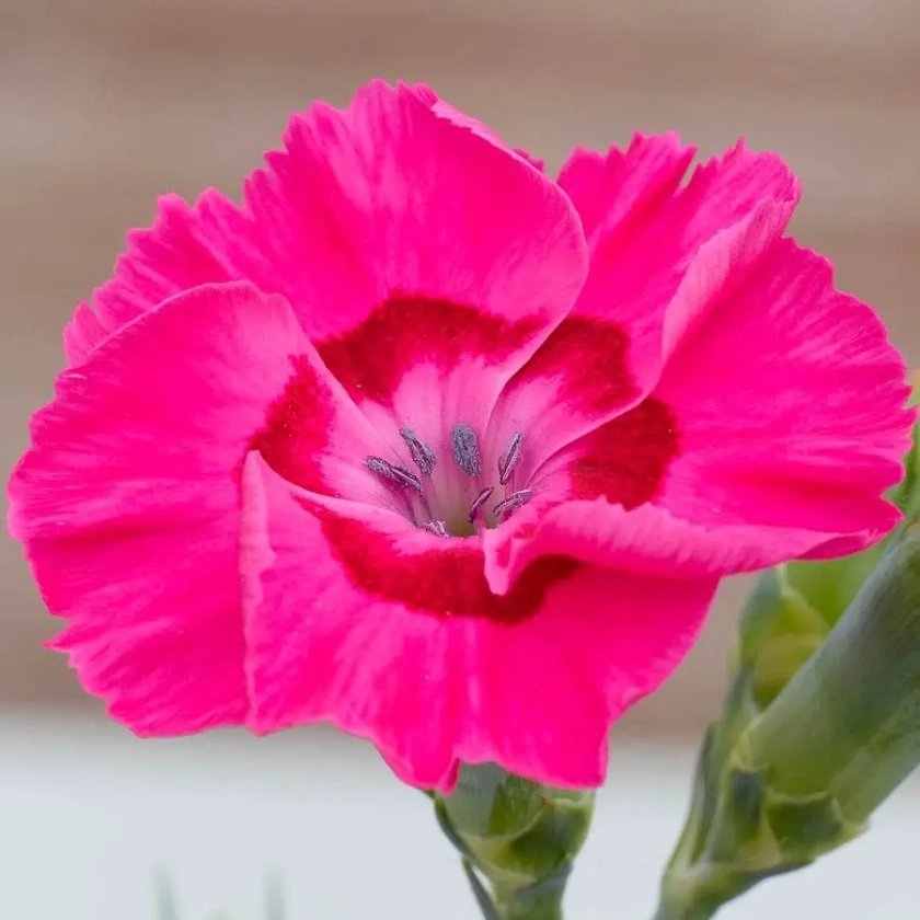 Dianthus American Pie&reg; Bumbleberry Pie - Pink Carnation