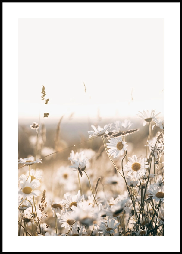 Field of Daisies Affiche