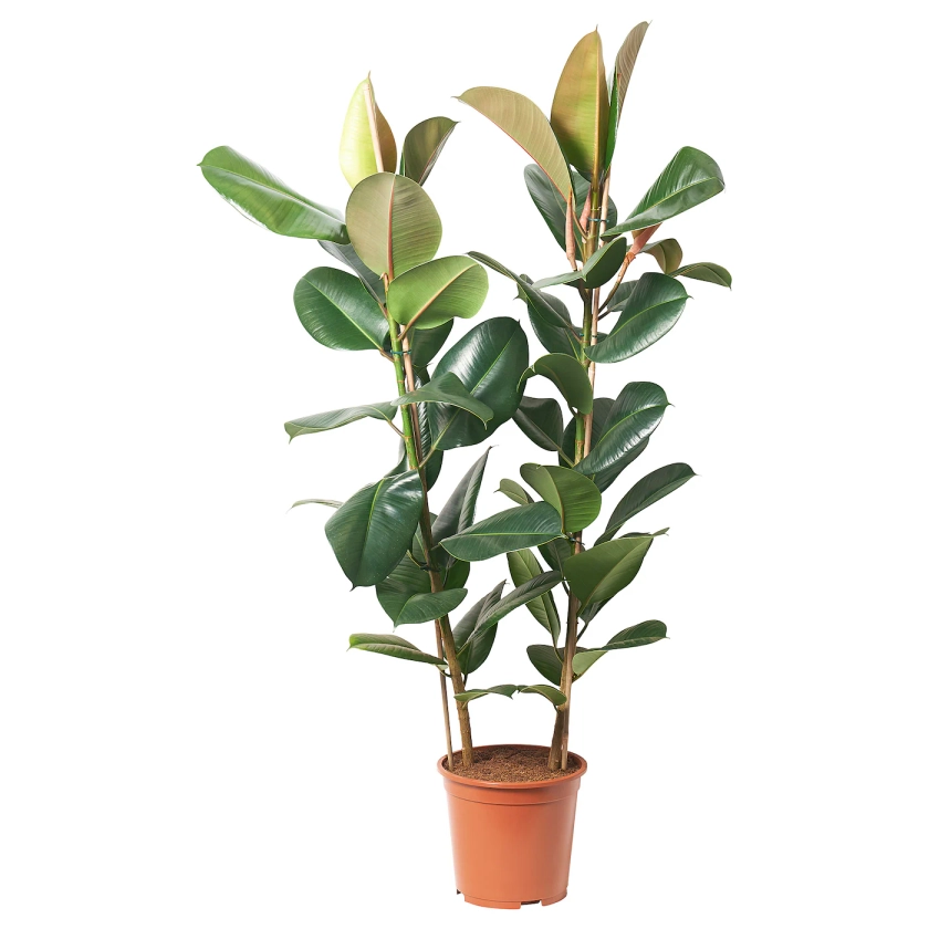 FICUS ELASTICA ROBUSTA plante en pot, Caoutchouc, 27 cm - IKEA