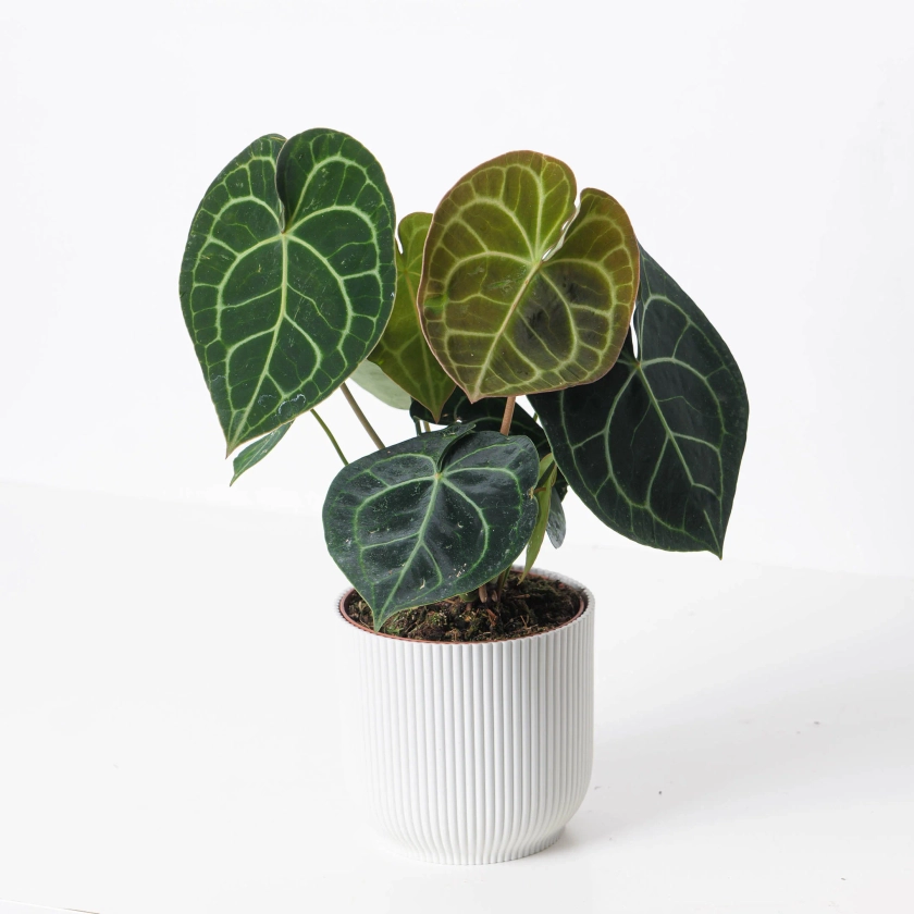 House of Kojo | Indoor Plants and Pots