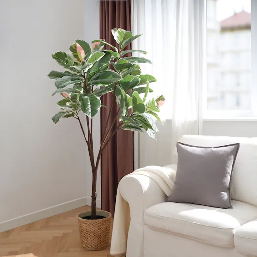 FEJKA artificial potted plant, indoor/outdoor Rubber plant, 23 cm (9") - IKEA CA