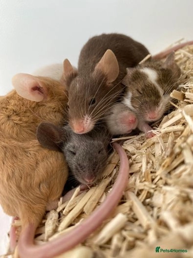 6 FEMALE FANCY MICE FOR SALE